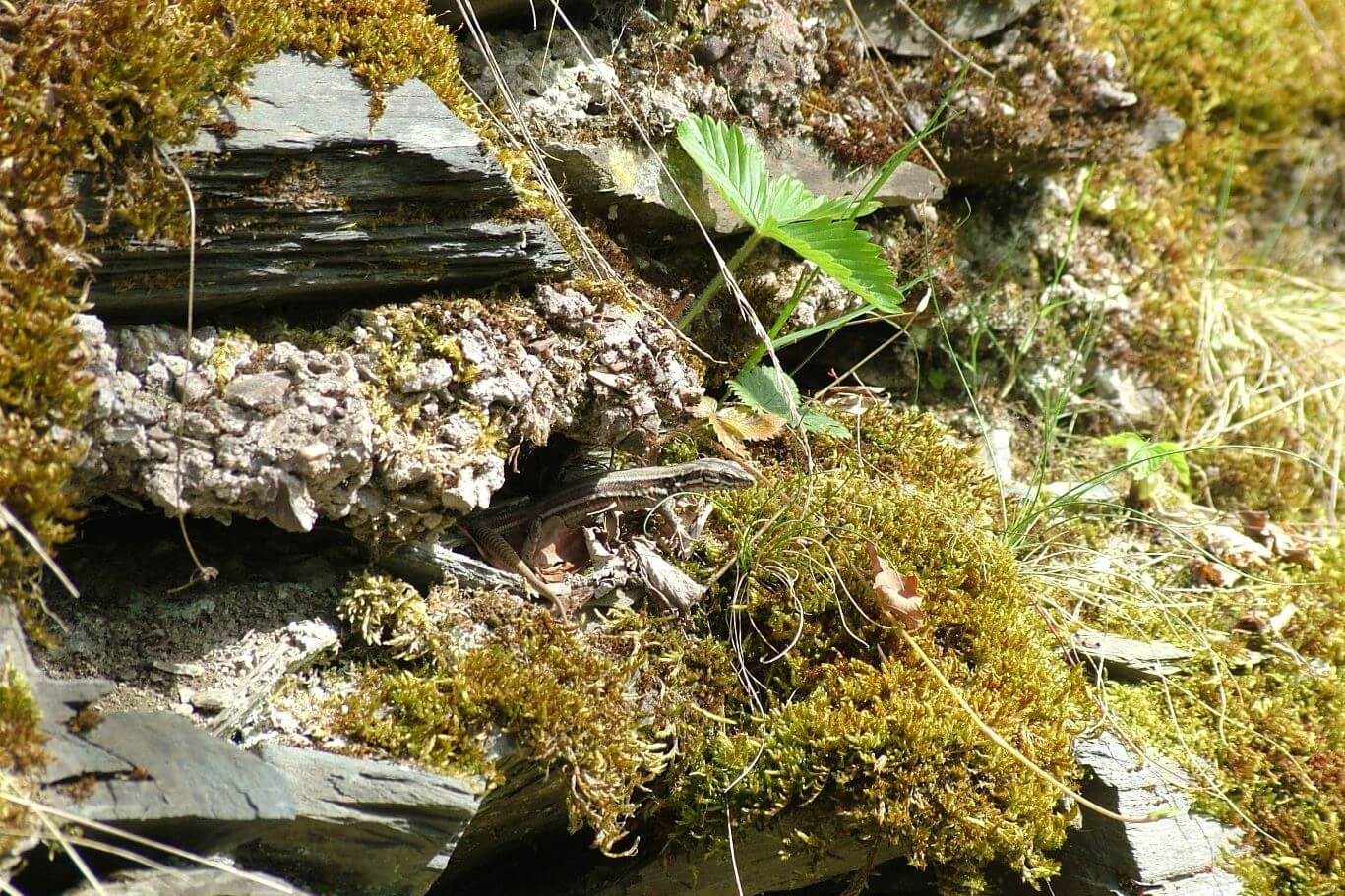 Natur in Bernkastel-Kues auf dem Wanderweg Erdener Treppchen: Salamander im Weinberg